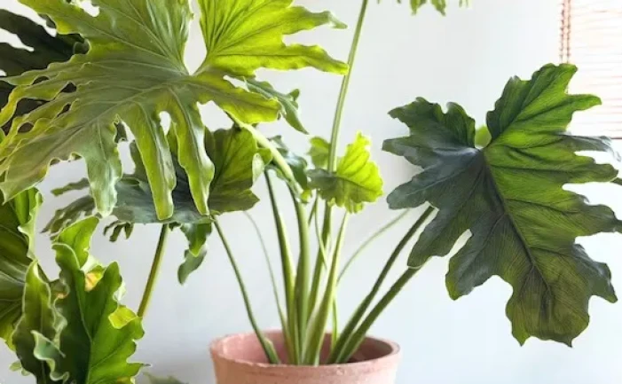 c6e45cd6 739d 42f3 8010 70097eacd3cb