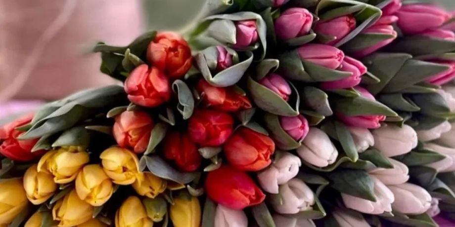 Skötselråd för tulpaner 🌷