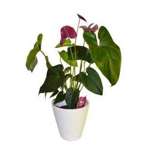 Iso flamingo ruukulla kuva