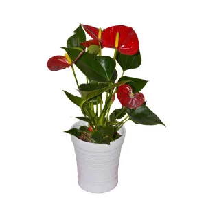 Flamingo med kruka image