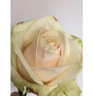 Ros Avalanche Pearl med kort image