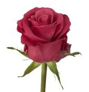 Ros Taccazzi med kort image