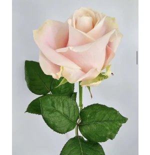 Ros Avalanche Sweet med kort image