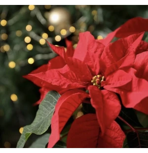 Punainen joulutähti kuva