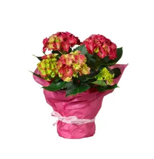 Rosa hortensia  image