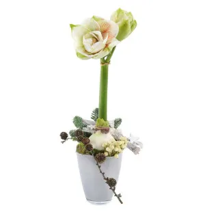 Vit Amaryllis plantering image