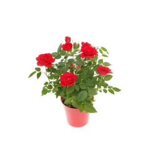 Äitienpäivä ruusu kuva