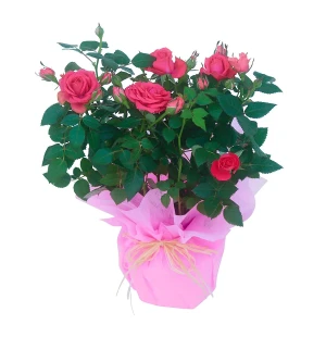 Äitienpäivä ruusu kuva