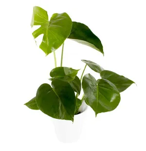 Peikonlehti kuva