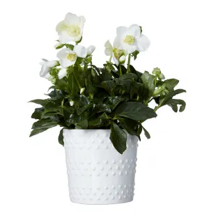 Jouluruusu ruukulla kuva