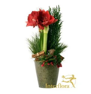 Jouluinen metsä kuva