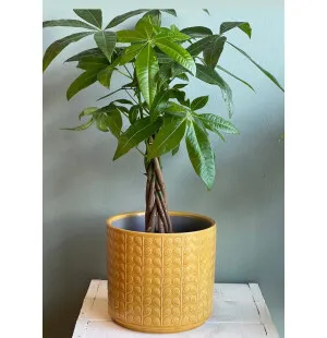 Sutipuu viherkasvi kuva