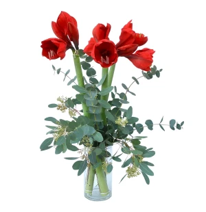 Punainen Amarylliskimppu kuva