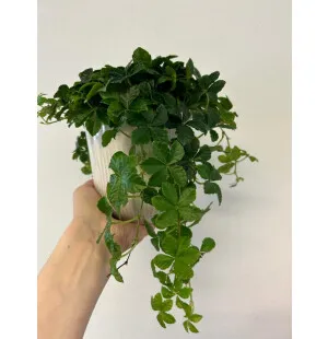 Dvärgcissus med kruka image
