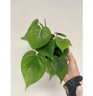Grönväxt Klätterkalla  image