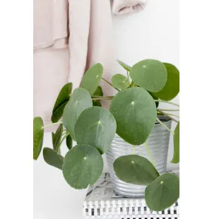 Viherkasvi Kilpipiilea kuva