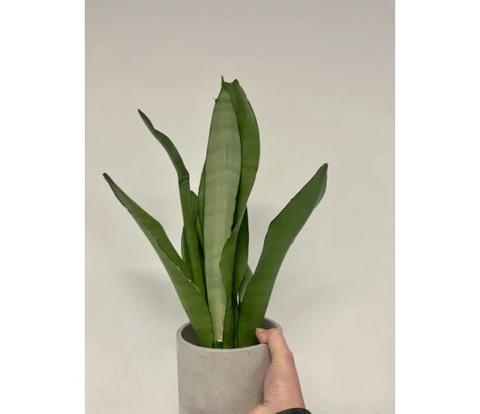 svar image
