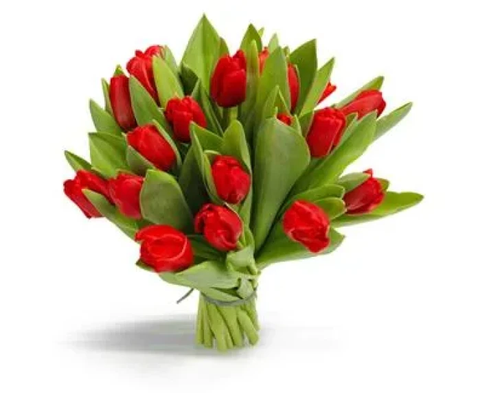 kimppupunaisiatulppaaneja 1 kuva