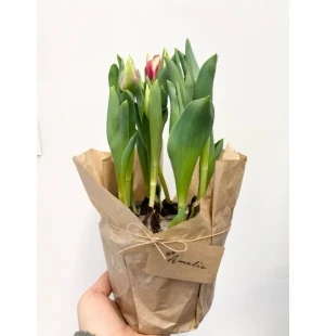 Tulppaanit ruukussa kuva