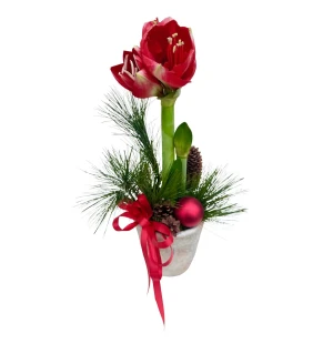 Röd Amaryllisplantering med Tall & Kottar image