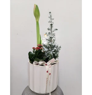 Amaryllisplantering med LED-ljus kuva