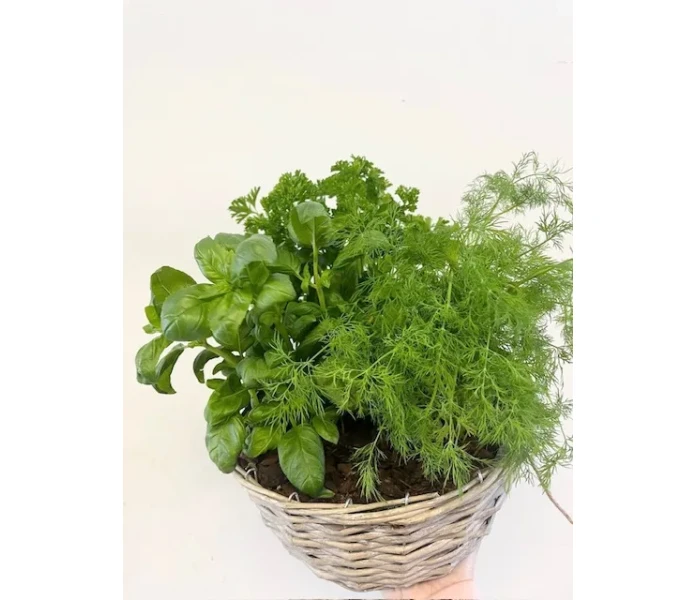 a00521ff bce0 4092 a2d7 7c87b788d882 4FCD3013 2EAF 4CF4 A30E B4CE389FBD2B kuva