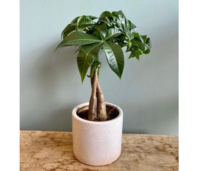 417b4a80 d1d2 4983 8a32 9541f5934a03 image