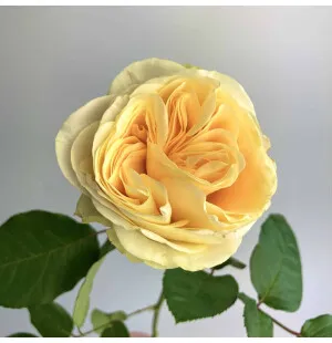 Ros Buttercup med kort image