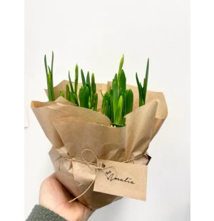 Påsklilja i skål image