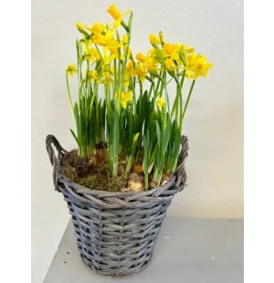 Pääsiäisliljat korissa kuva