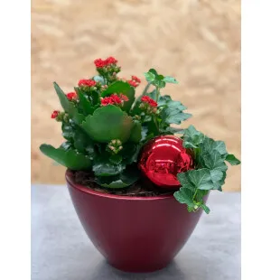 Joulun hehku istutus kuva